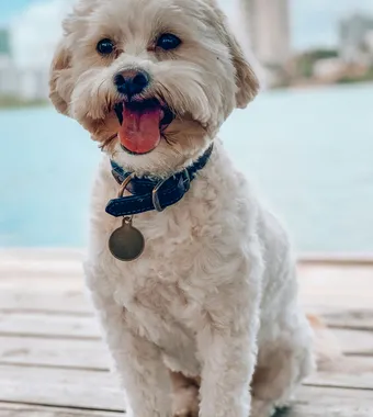 Original photo of a dog